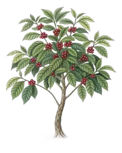 Imagen PNG para descargar